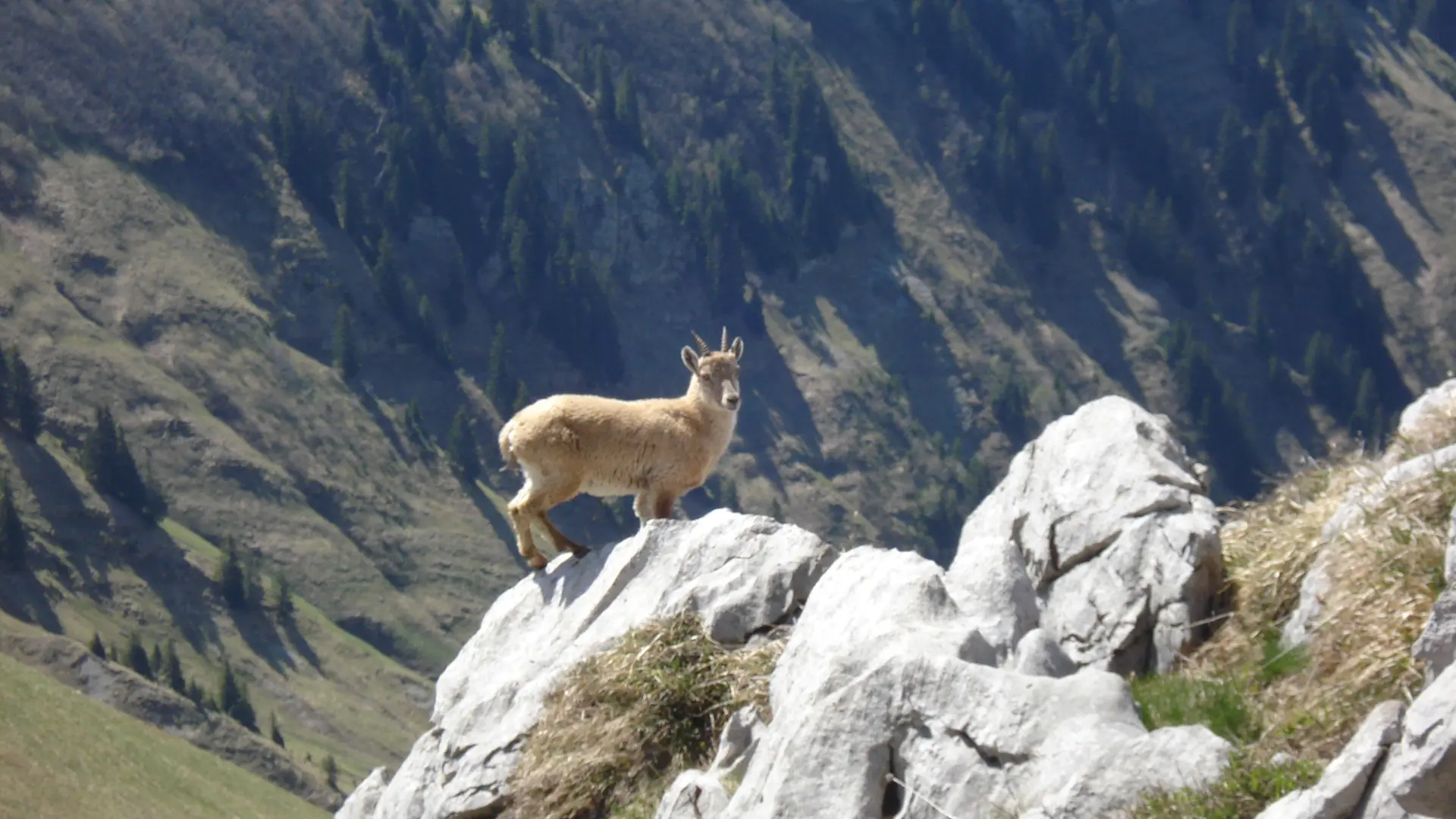 Bouquetin sur les montagnes en vallée d'Abondance