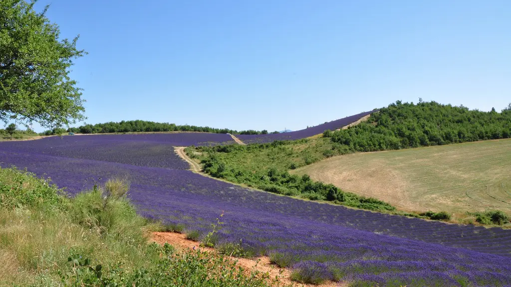 Lavandes Haute-Provence
