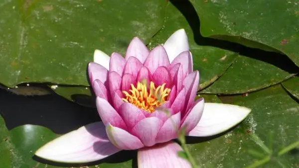 Vous pourrez apercevoir des grenouilles prendre un bain de soleil...