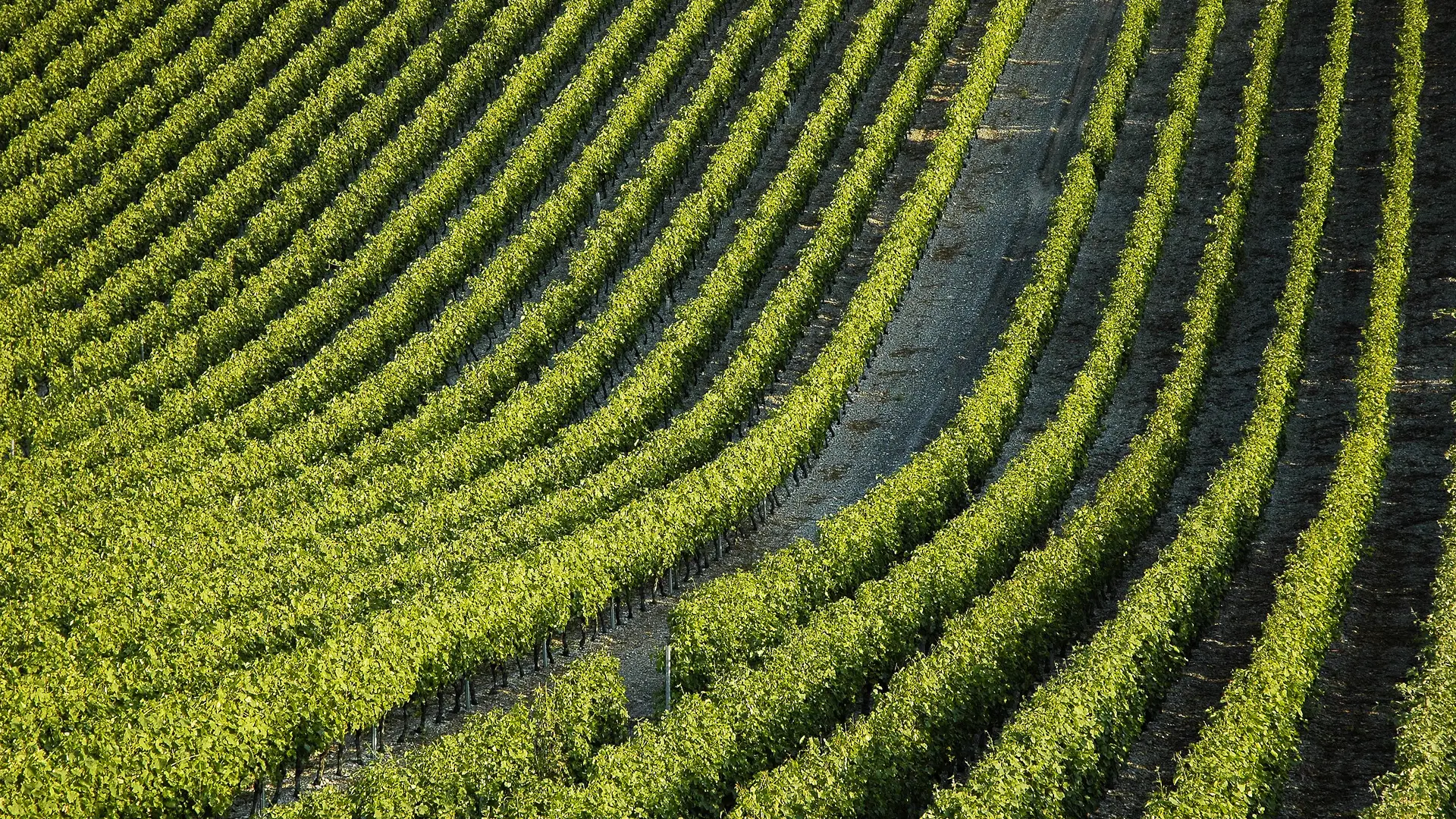 Vignes à Cruet