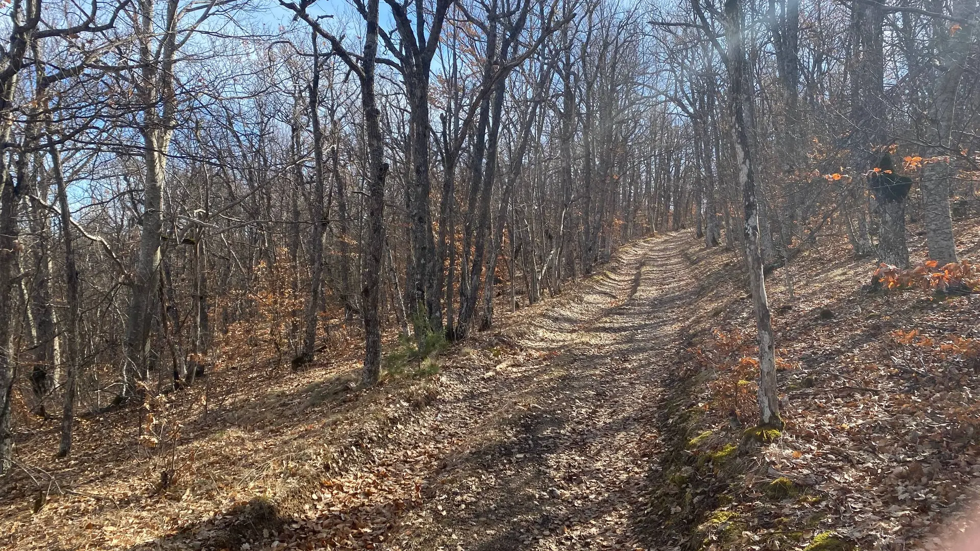 Portion en sous bois