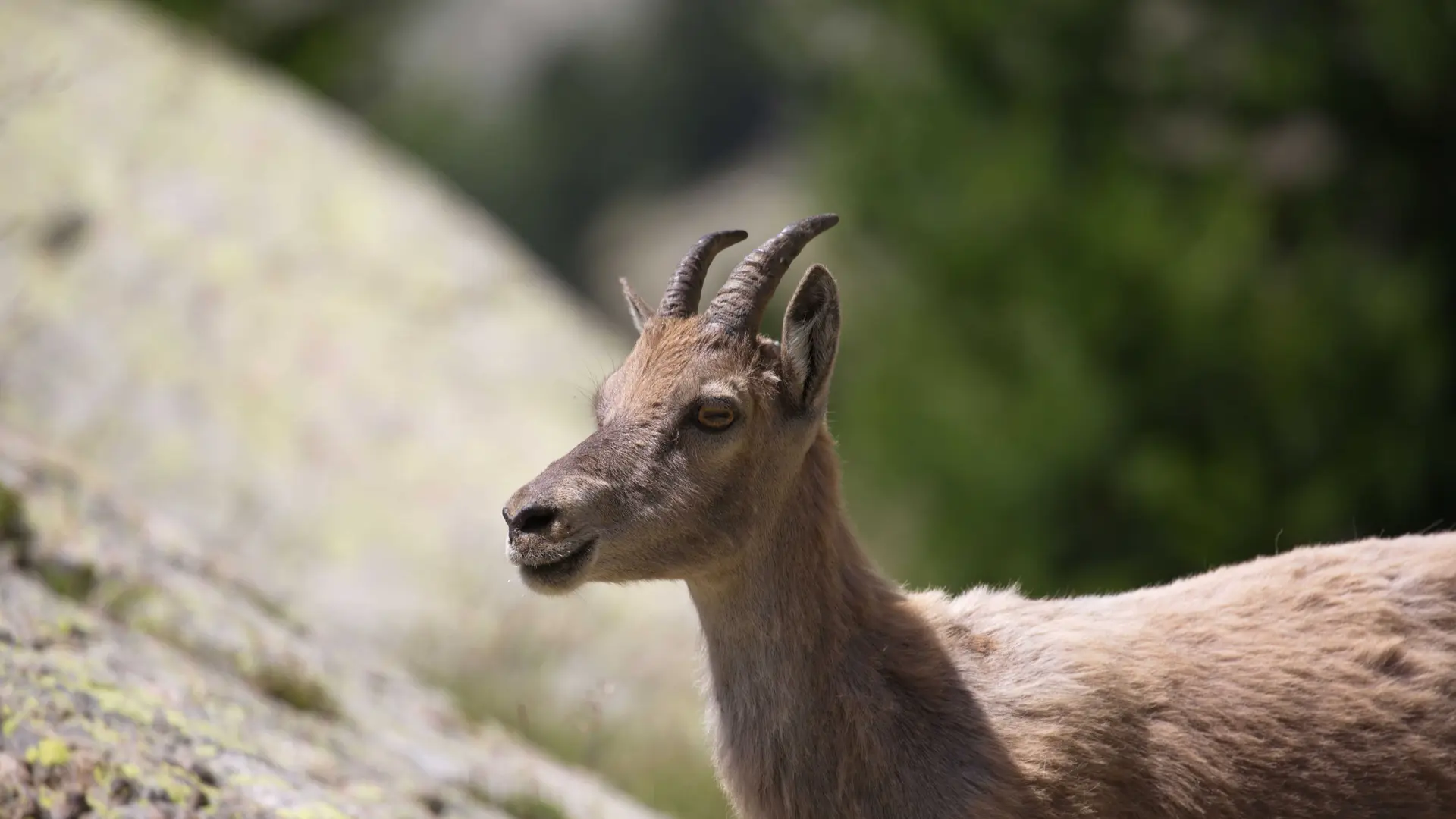 Jeune chamois - @cristalpi