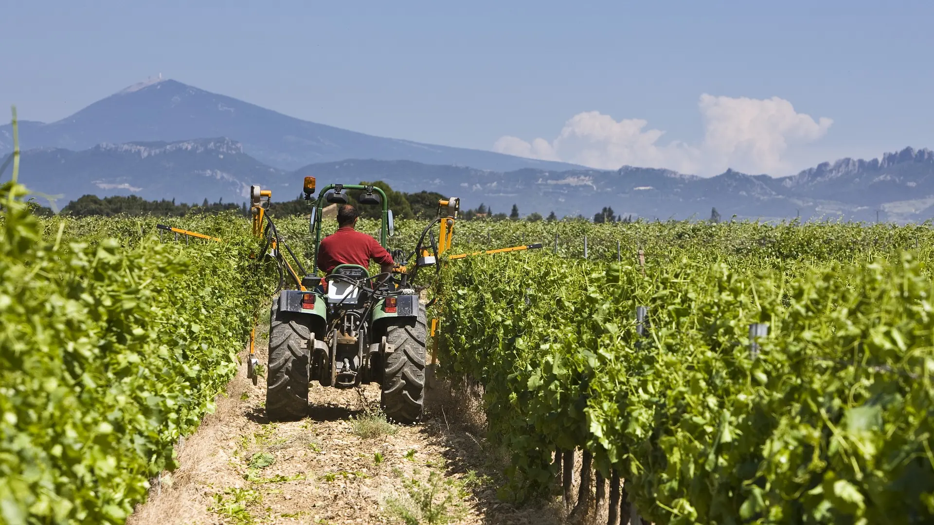 travaux dans la vigne