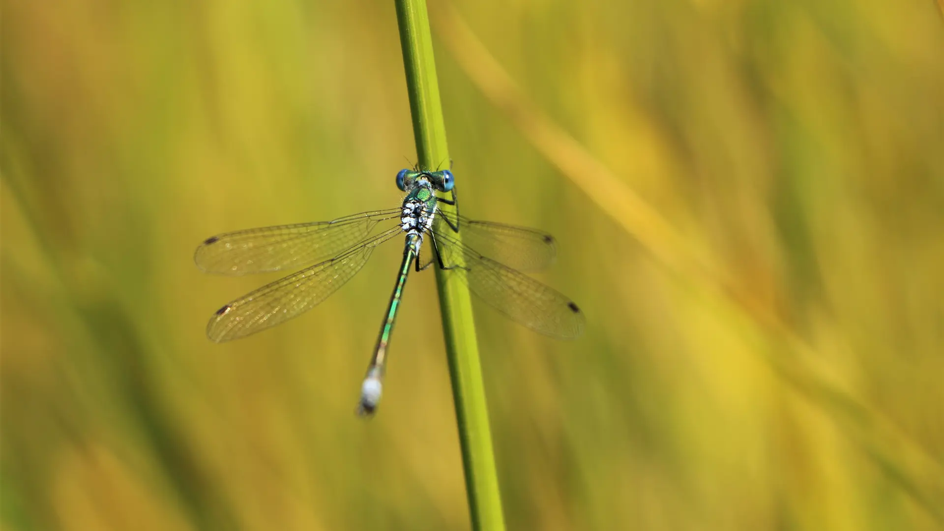 Pic de Céuse par Châtillon