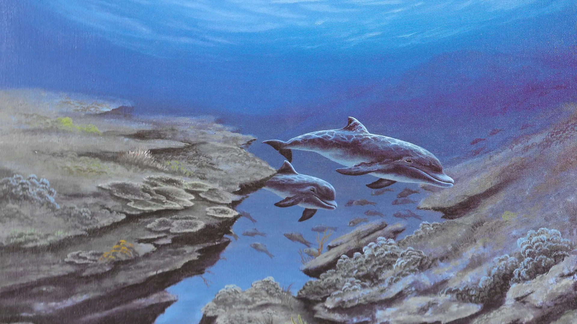 Fonds marins