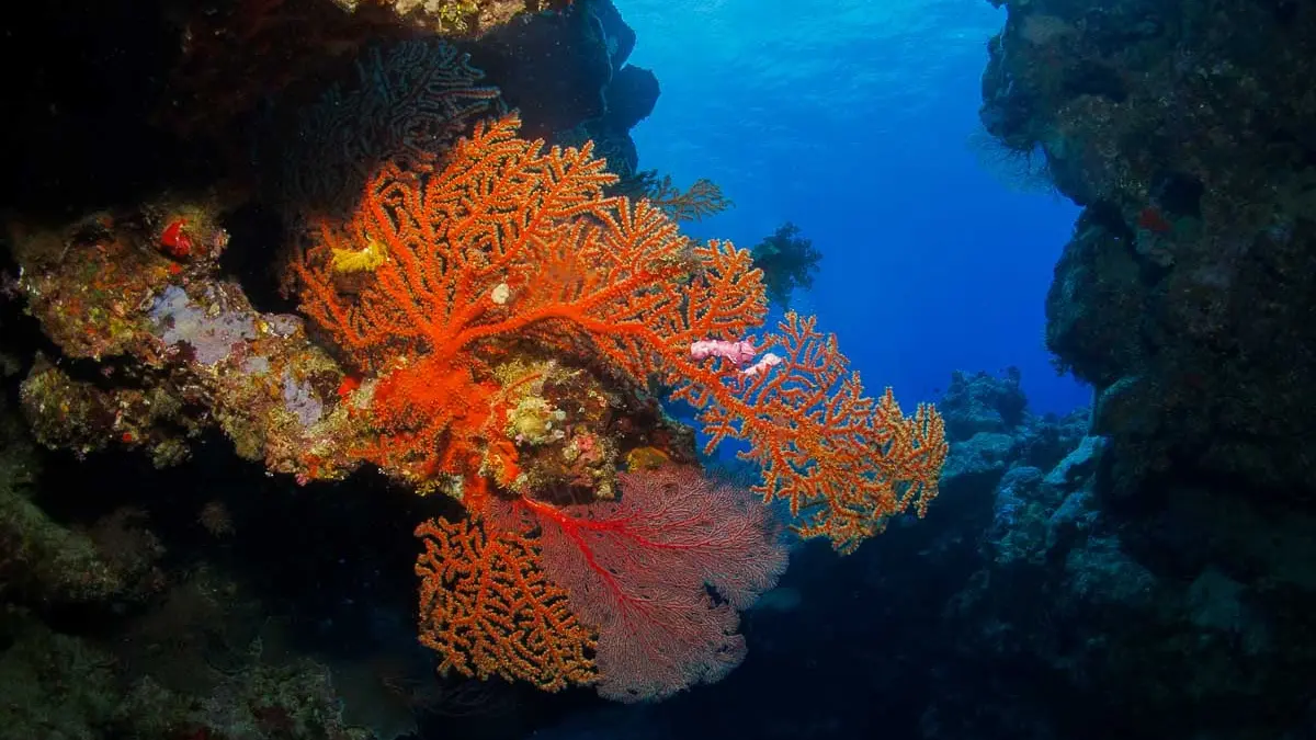 plongée, barrière de corail, Hyehen