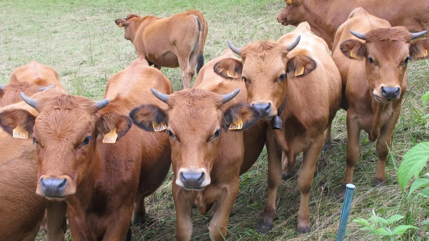 Savez- vous compter les cornes ?
Et les pattes ? et les pattes ...