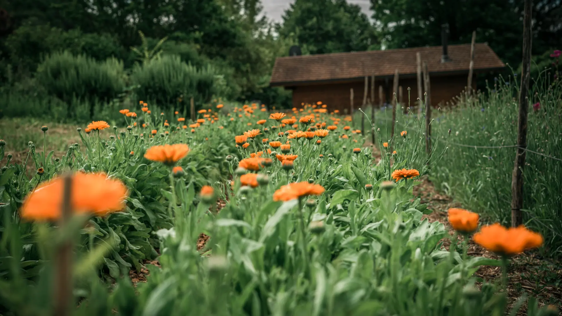 Calendula officinalis