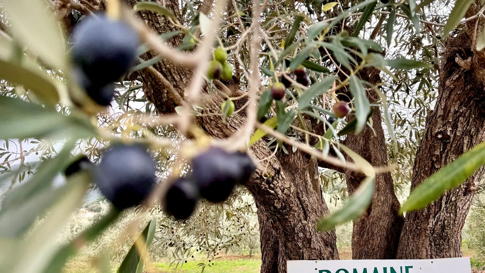 Oliveraie Domaine de La Pierre Plantée