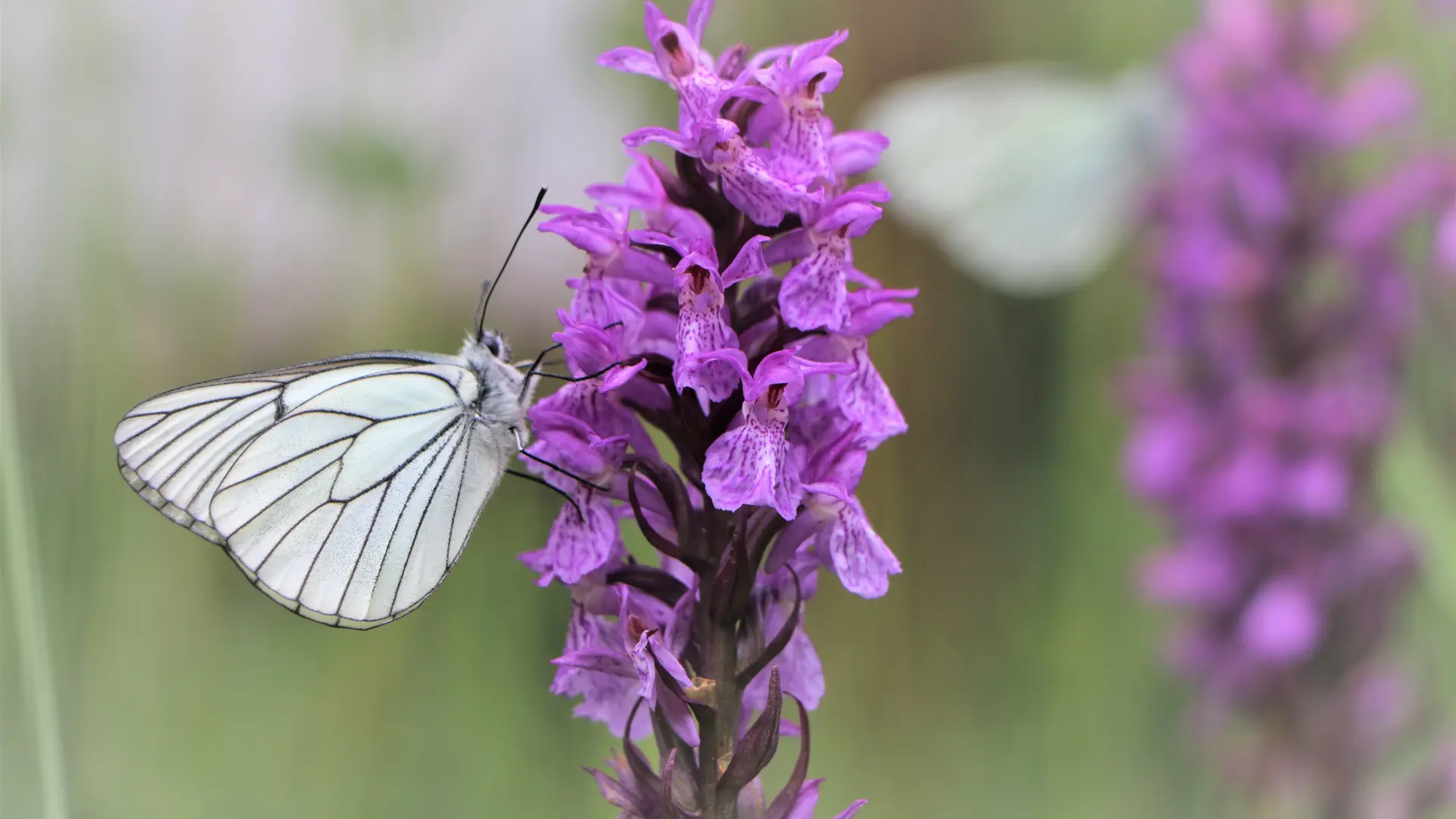 La balade des charteux