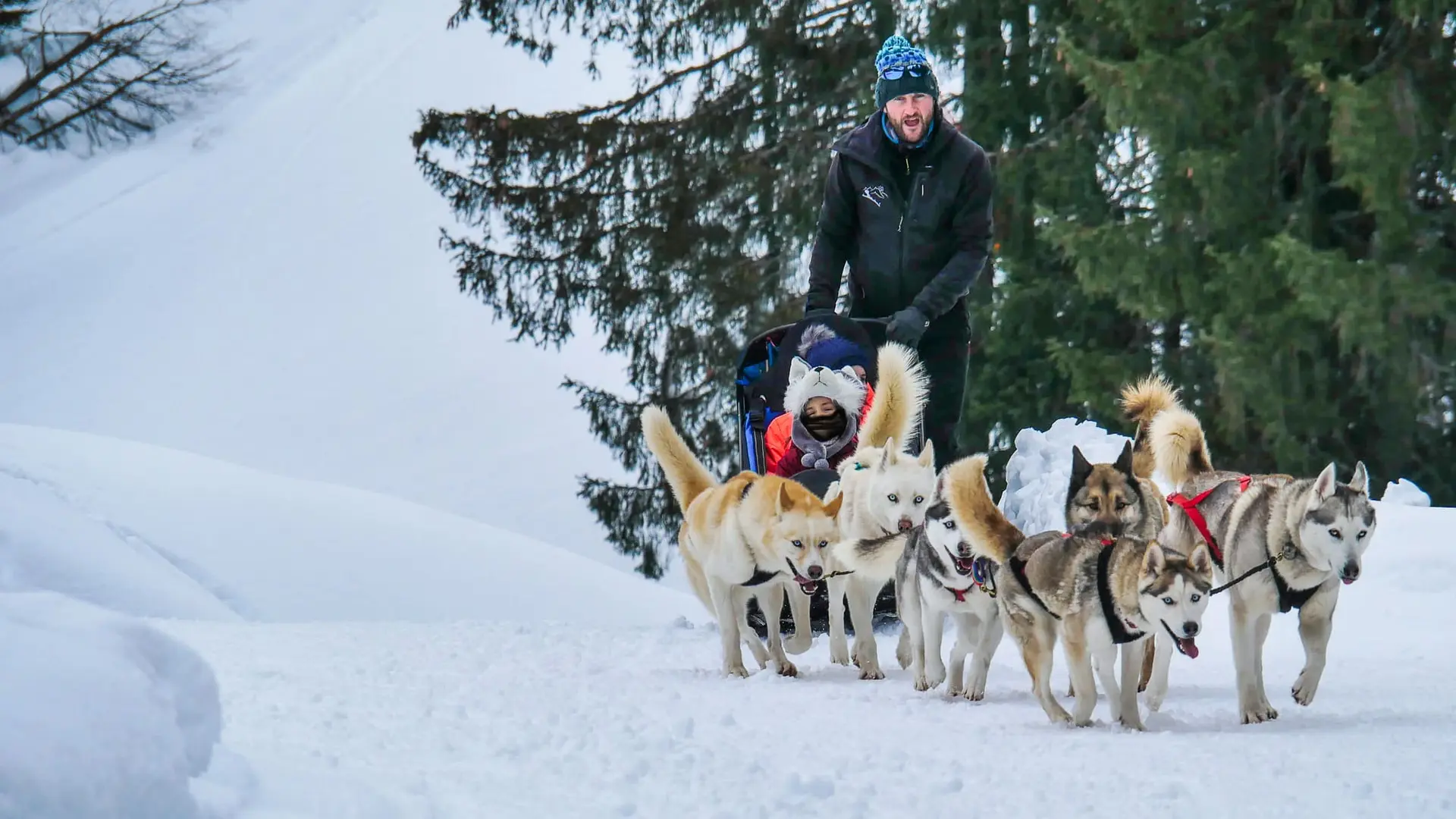 Chiens de traineau à Flaine