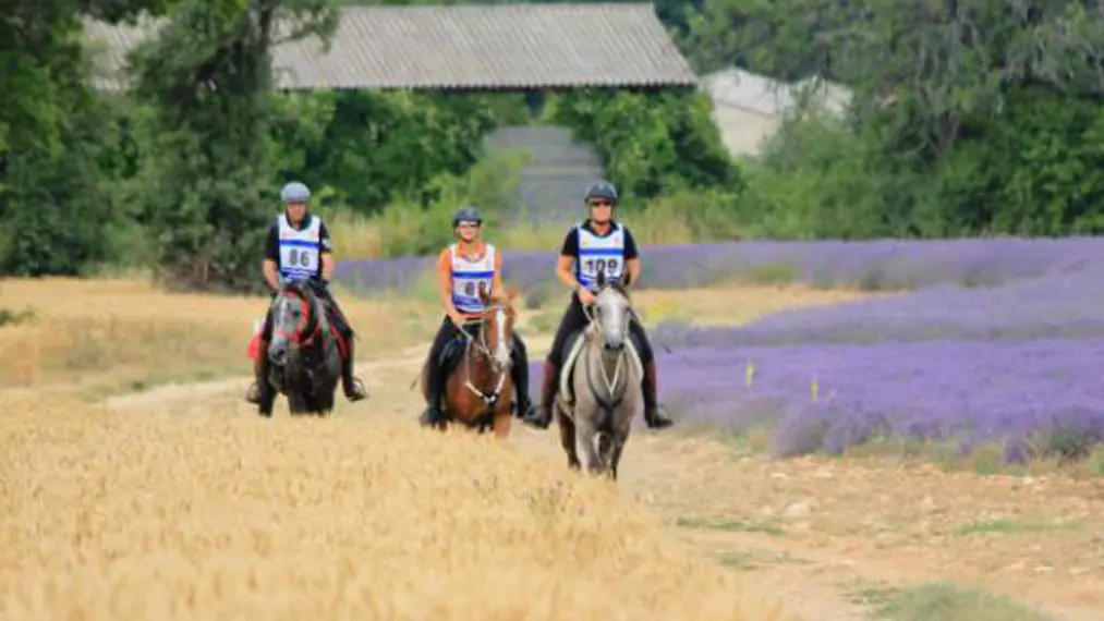 Centre équestre Les Ecuries de Cadillan à Graveson