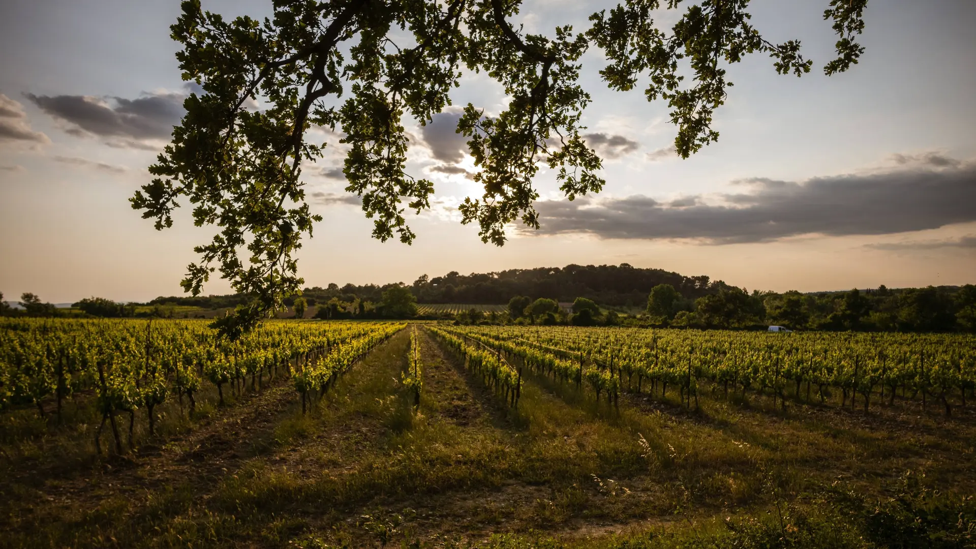 Vignes