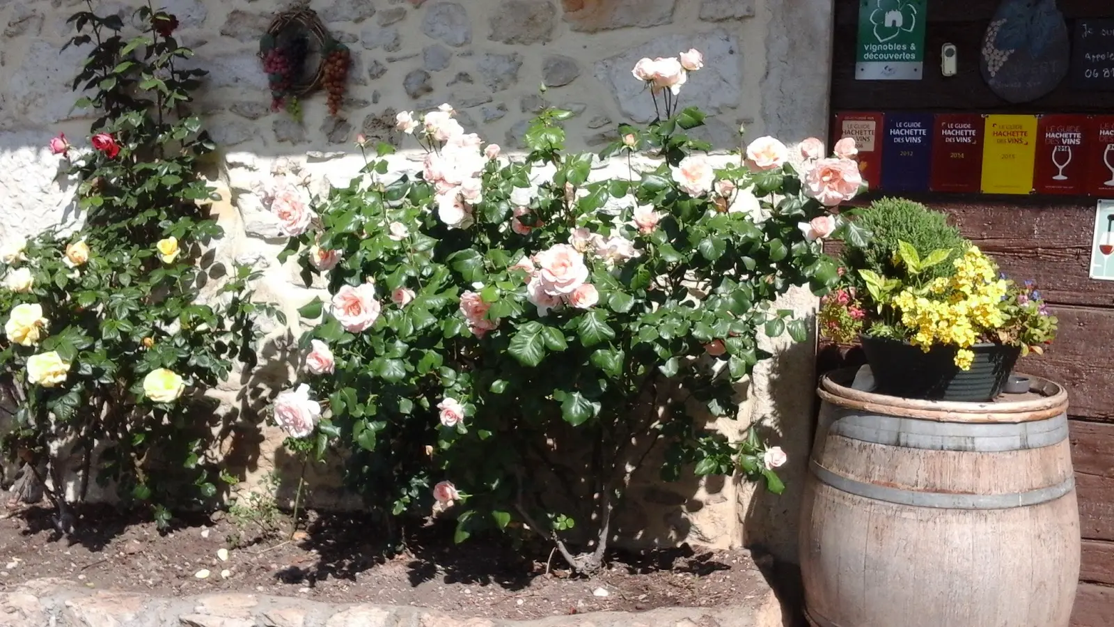 L'entrée avec de beaux rosiers