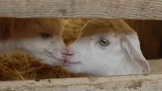 Les chèvres des Blétonnets