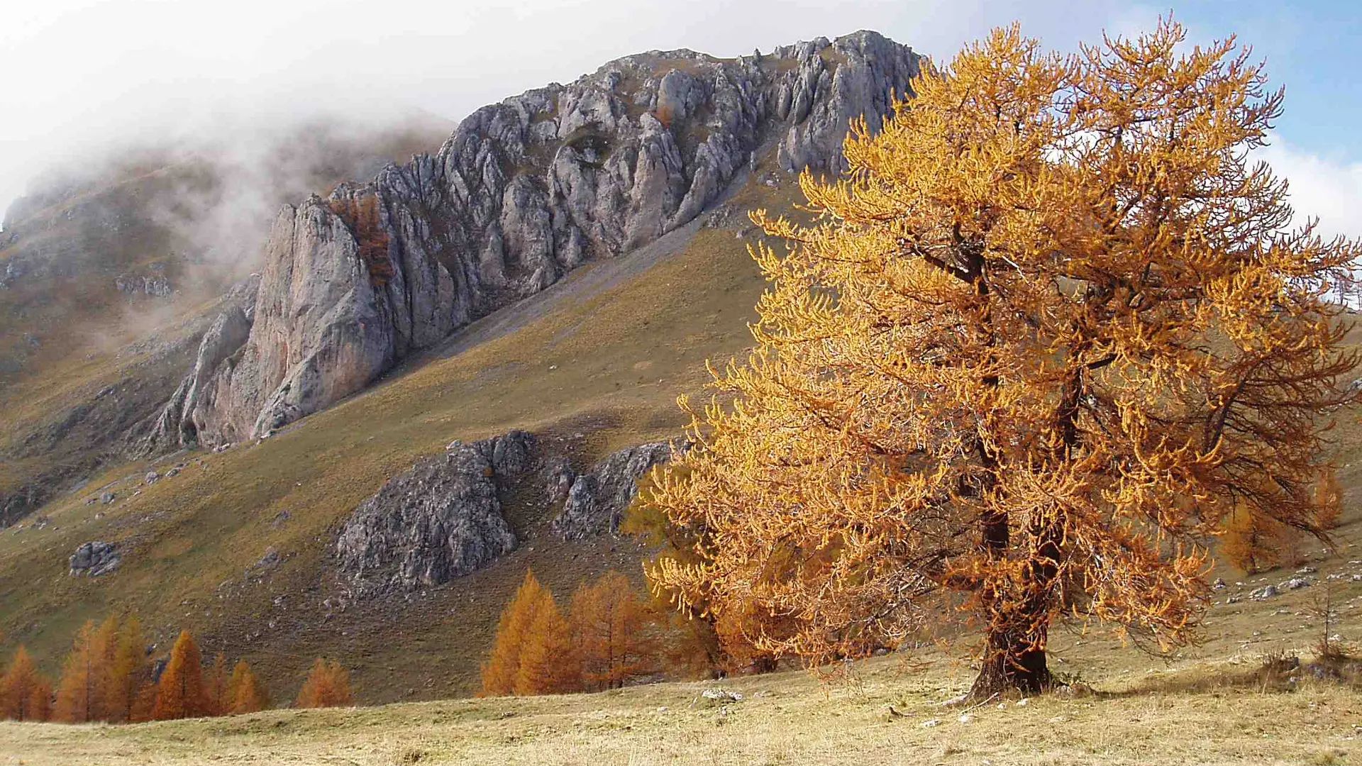 Mélèze à l'automne