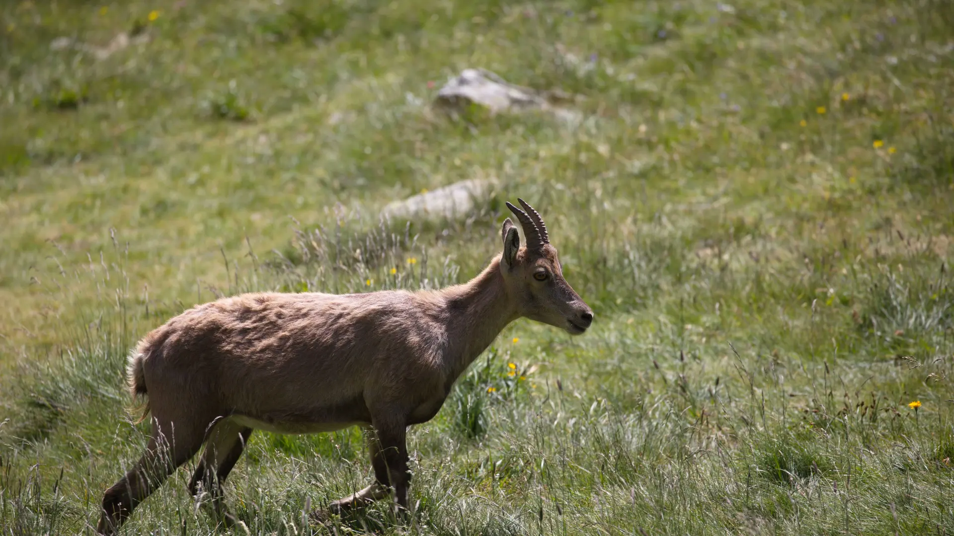 Chamois - @cristalpi