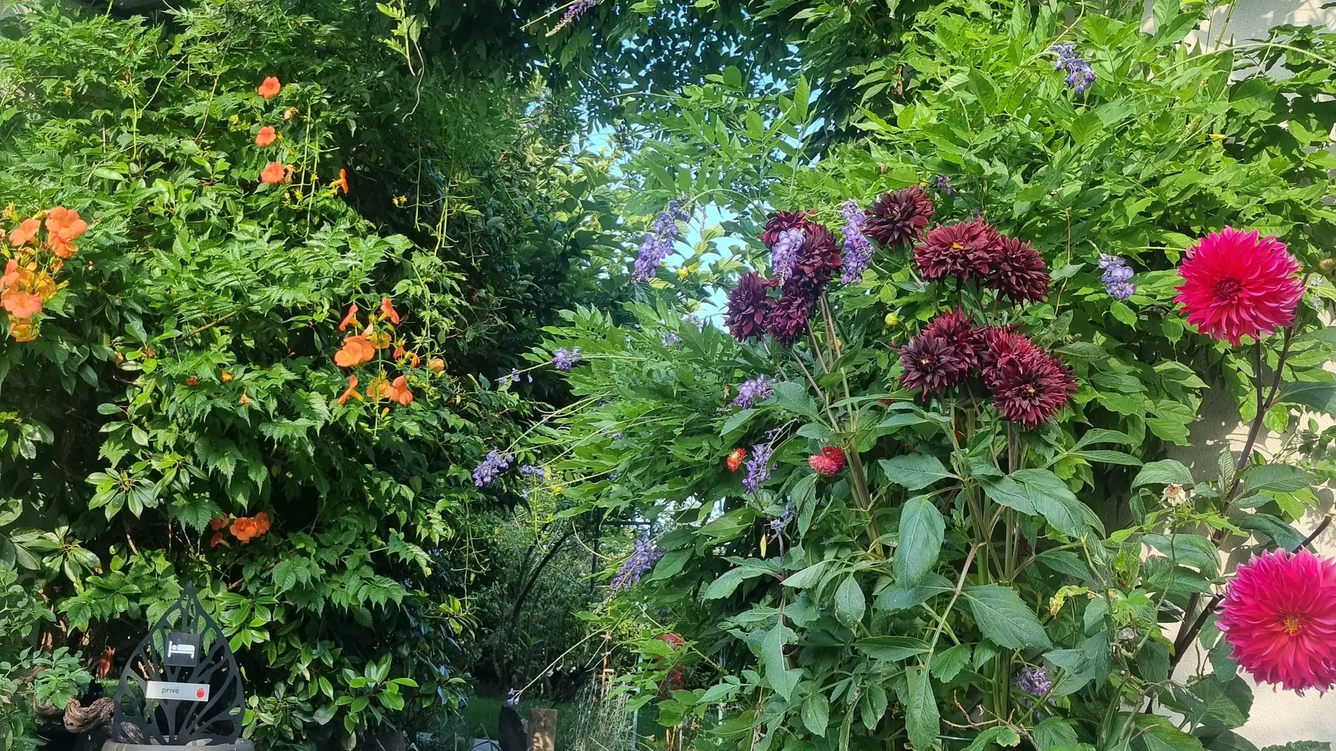 Végétal entrée du jardin