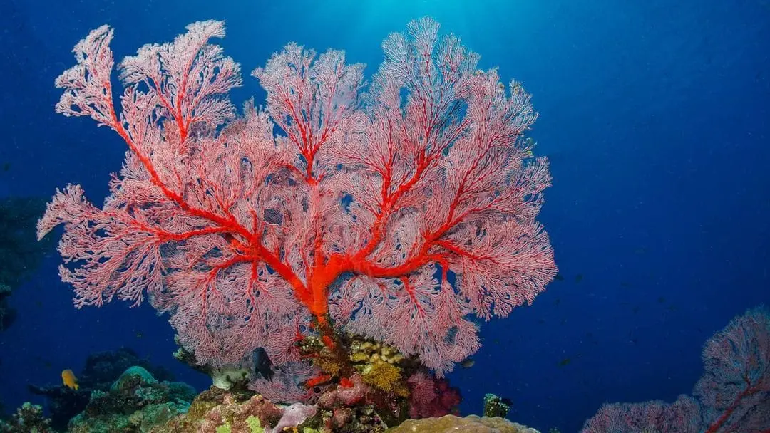 corail, hyehen, babou côté océan