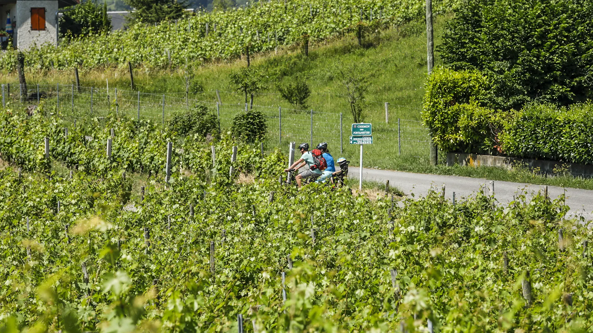 Dans les vignes de Myans