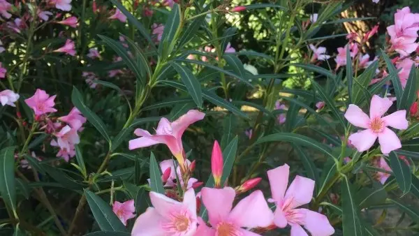 Fleurs du jardin