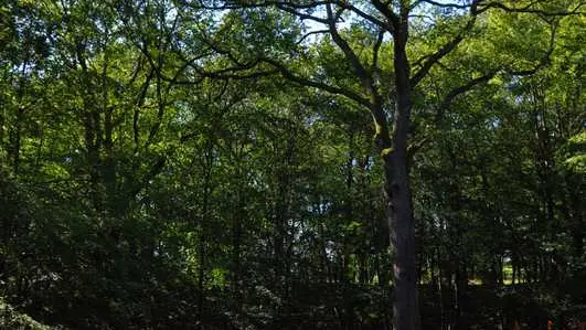 Forêt de Lespinasse Chêne Président