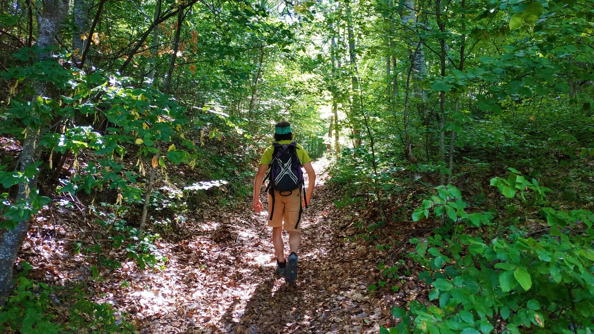 Portion en sous-bois