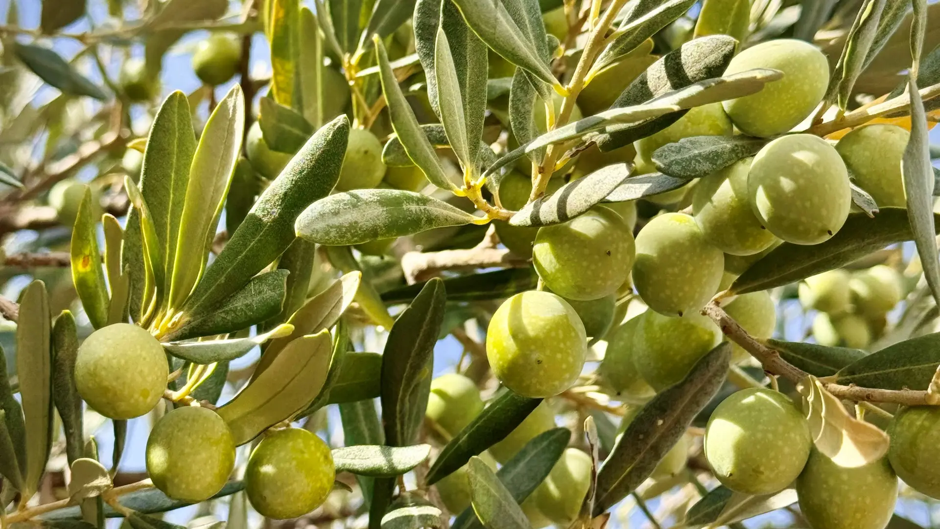 Oliveraie Domaine de La Pierre Plantée
