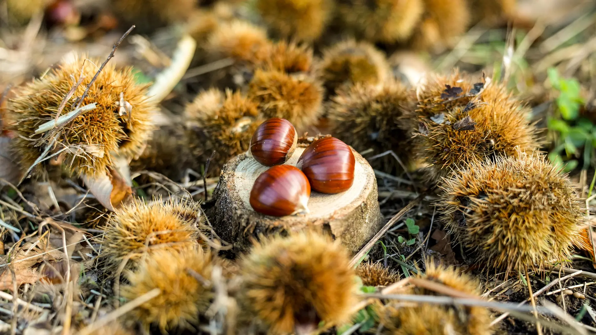 Chataigneraie Godissard à Collobrières