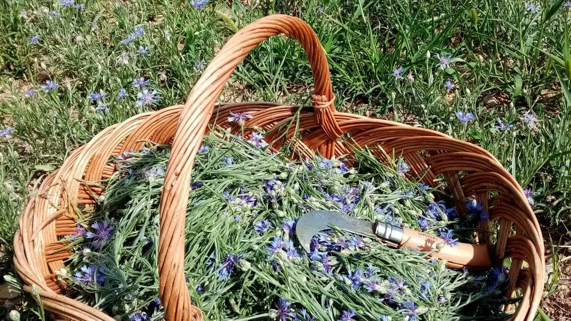 Cueillette à la main