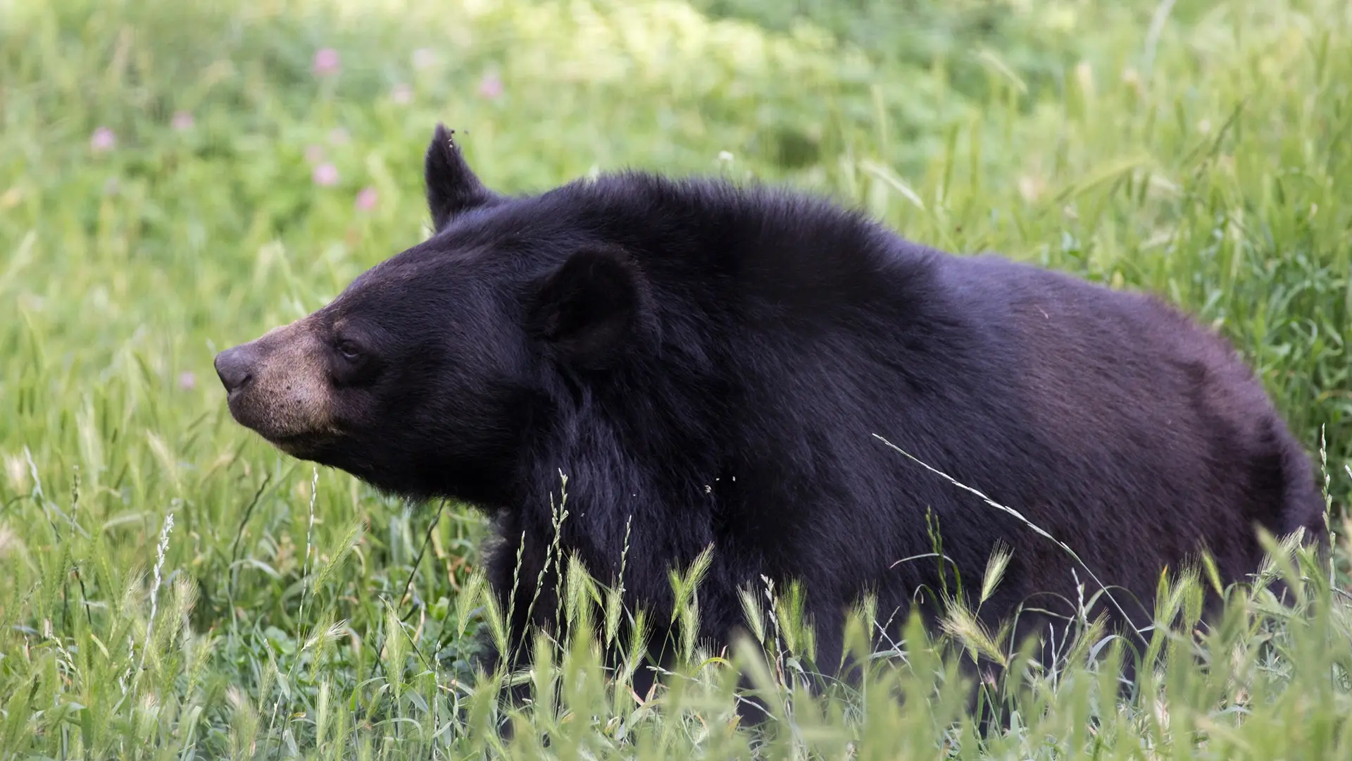 parc animalier d'Auvergne