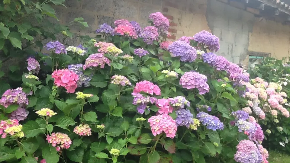 Les hortensias au nord .