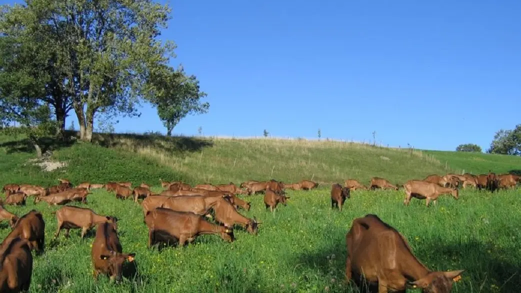 Les chèvres broutant dans les prés