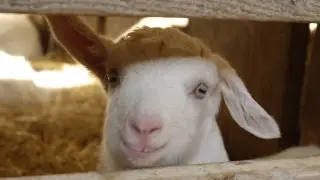 Les chèvres des Blétonnets