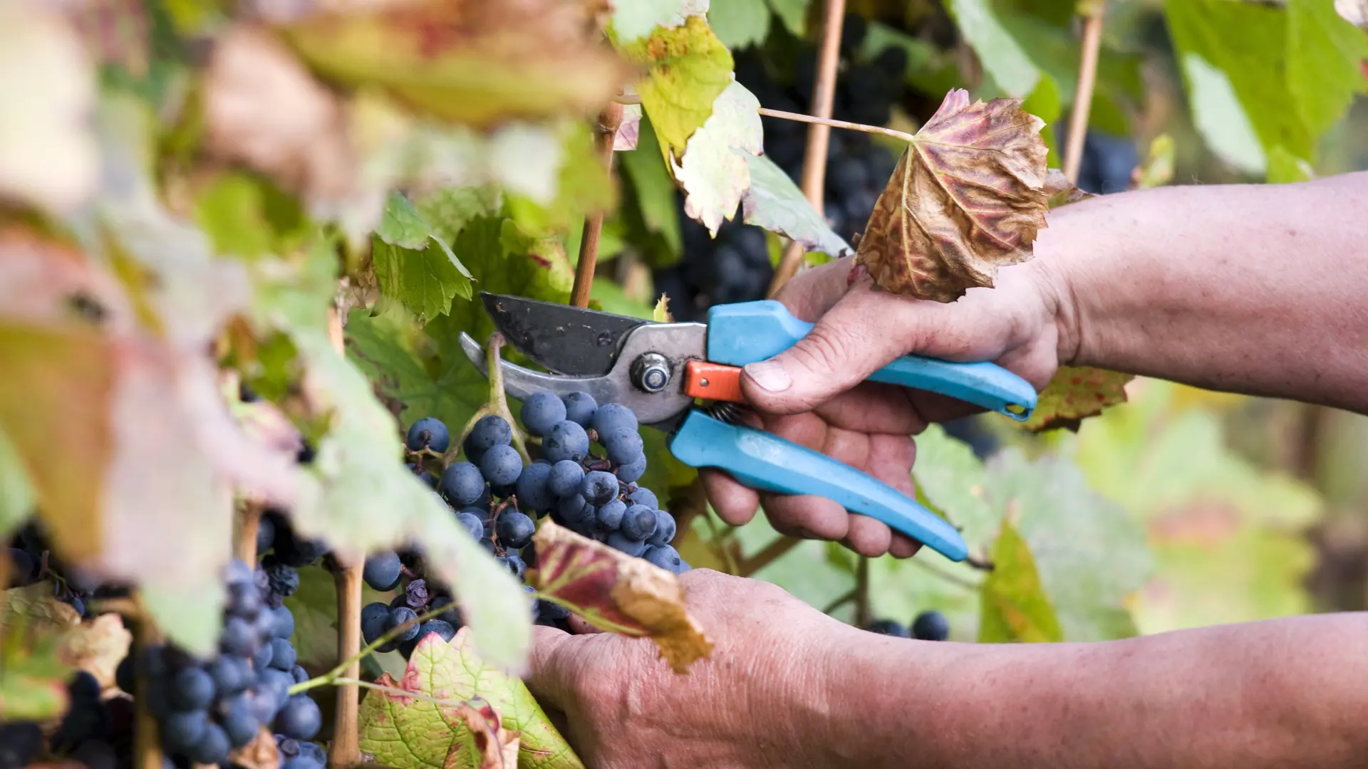 Vendanges d'automne dans la vallée de la Durance