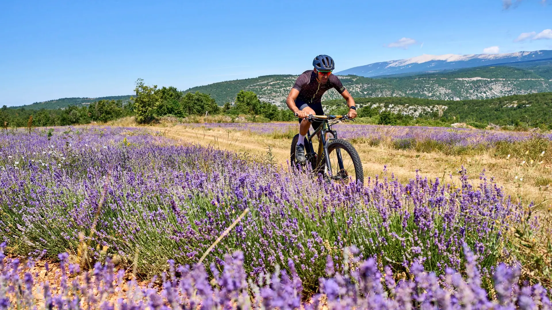 Lavandins et Mont-Ventoux