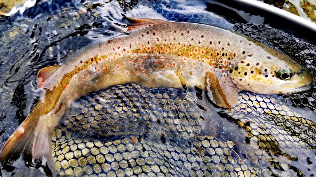 Esprit Rivières, guidage de pêche à la mouche en milieu montagnard