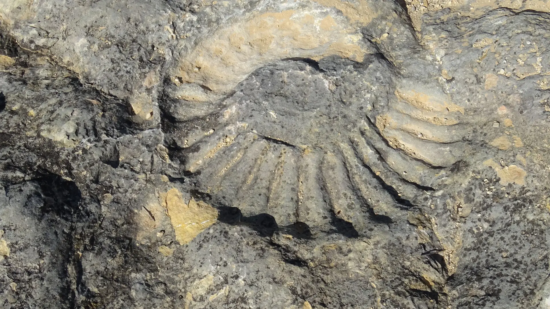 Fossile