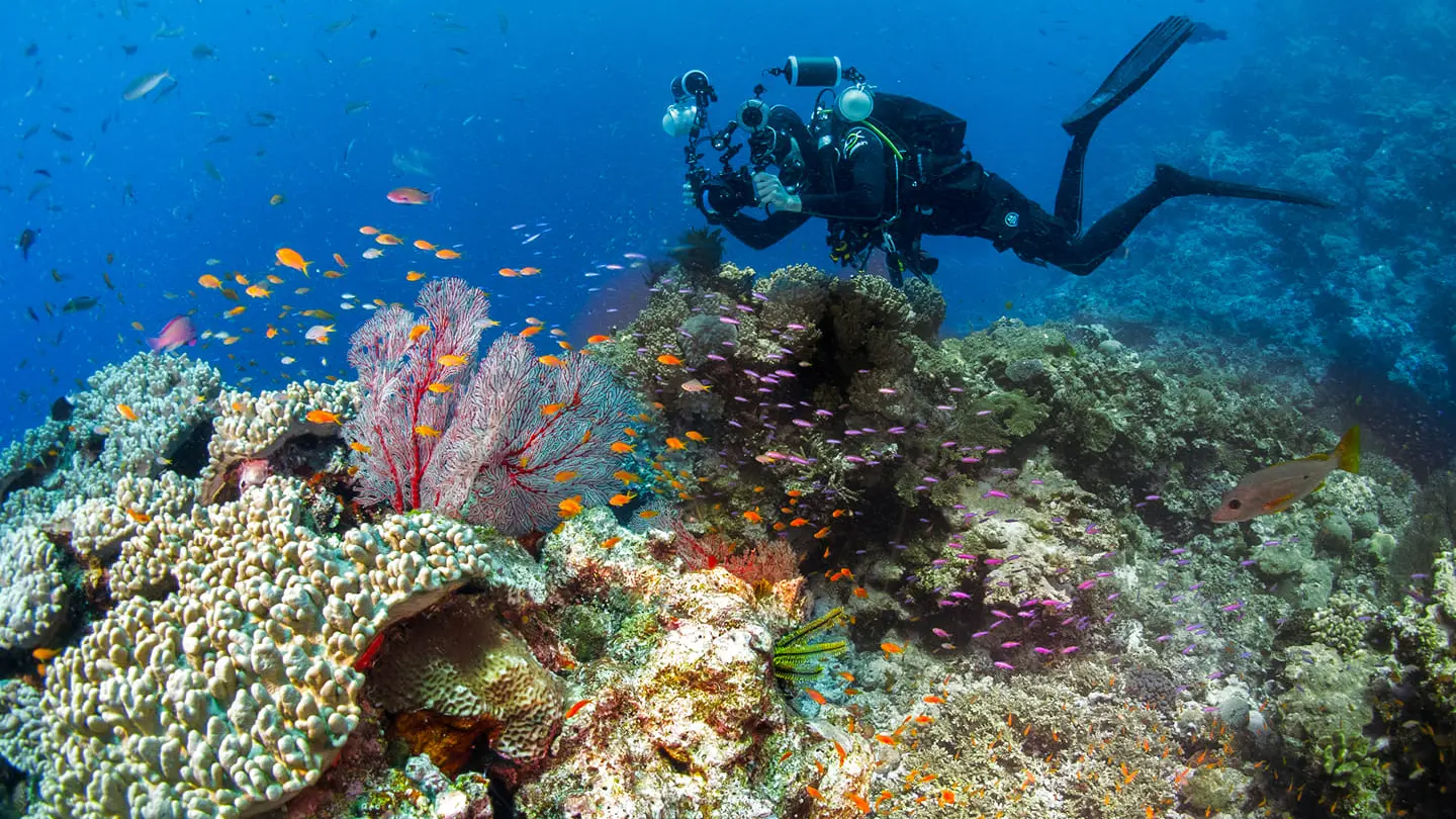 plongée sous marine, babou côté océan, hyehen