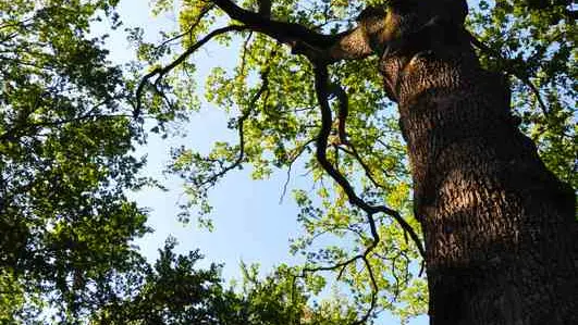 Forêt de Lespinasse