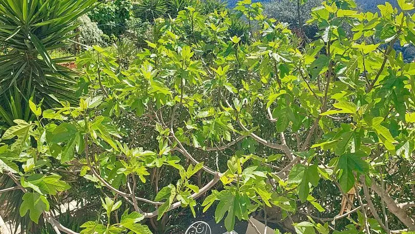Gîte le Figuier de St Cé- Gîtes de France Alpes-Maritimes