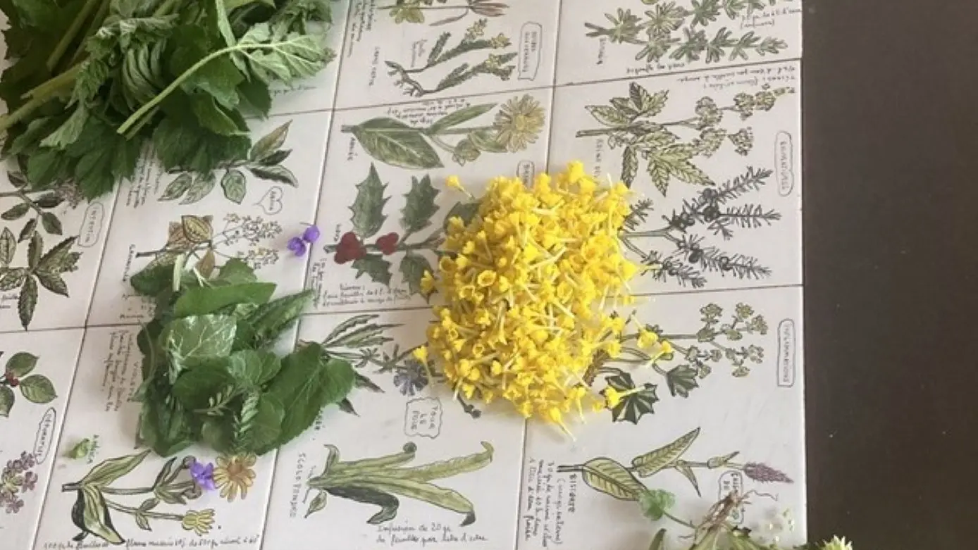 Cueillette de plantes sauvages