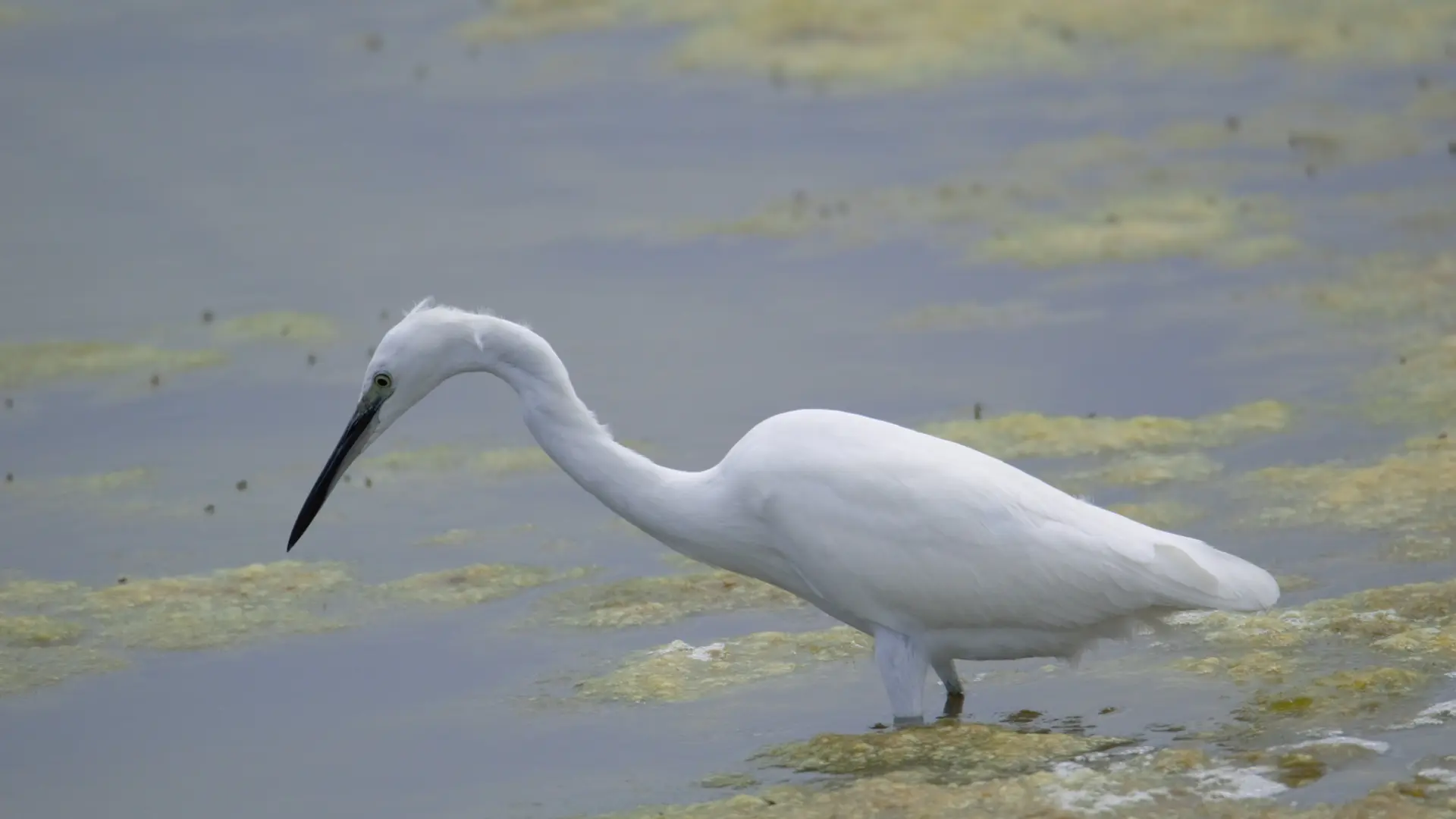 Aigrette garzette