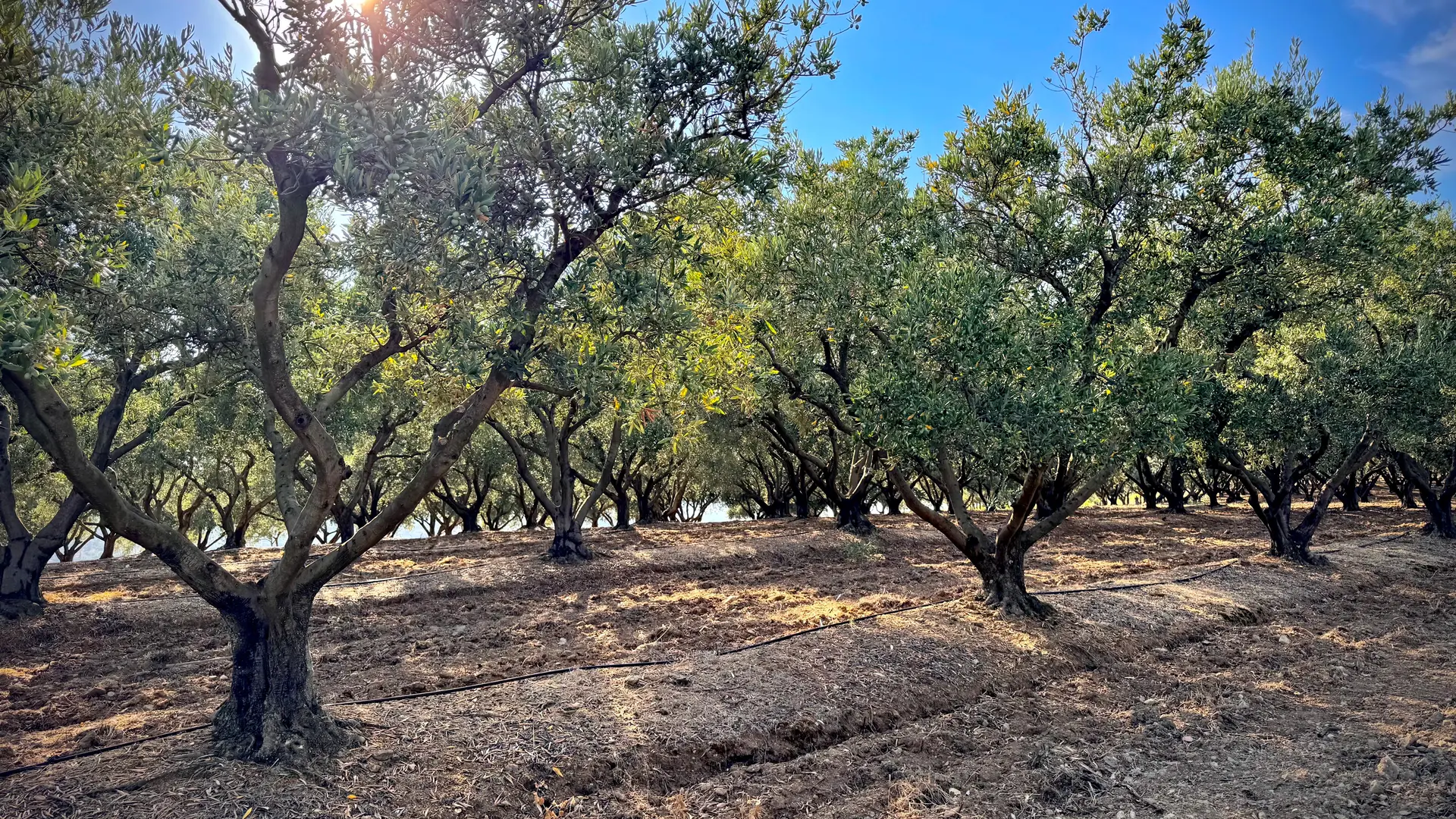 Oliveraie Domaine de La Pierre Plantée