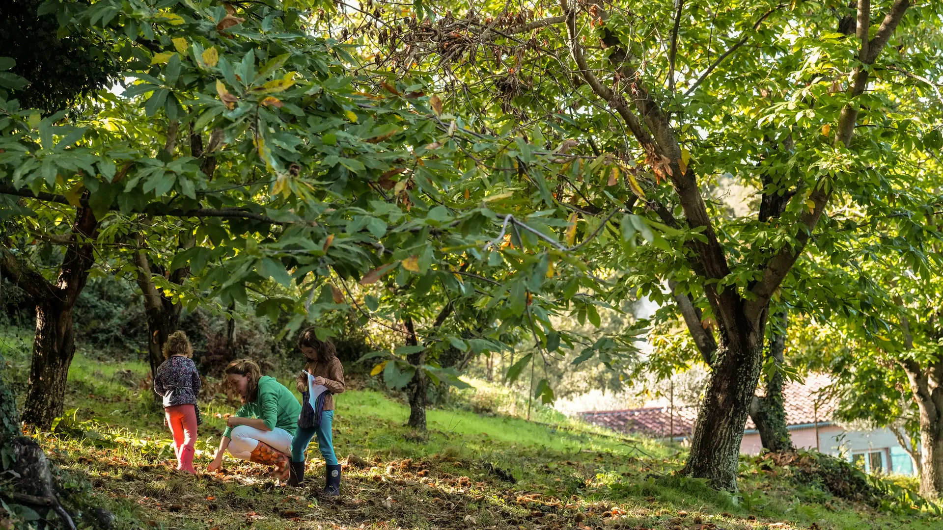 Chataigneraie Godissard à Collobrières