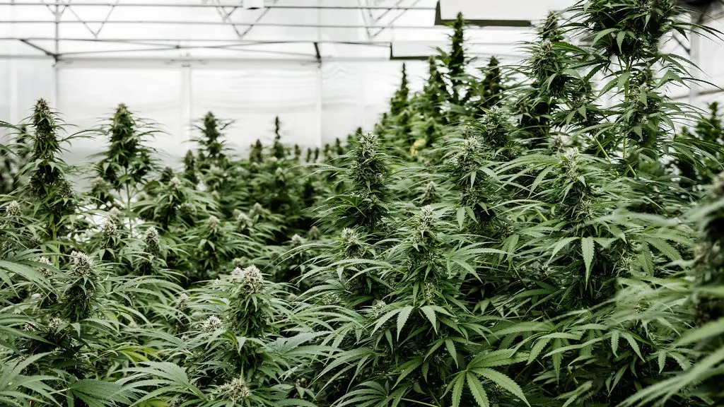 Exploitation CBD Greenhouse