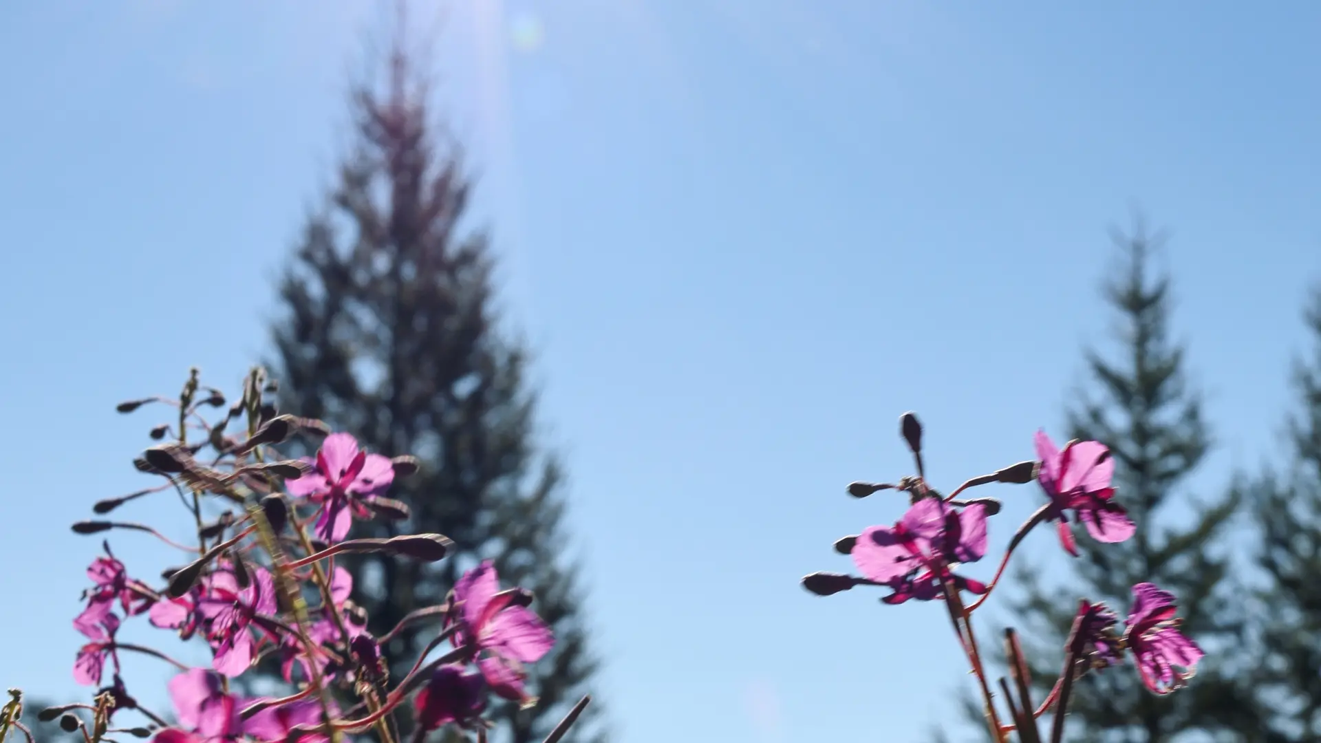 Haute vallée de la Clarée
