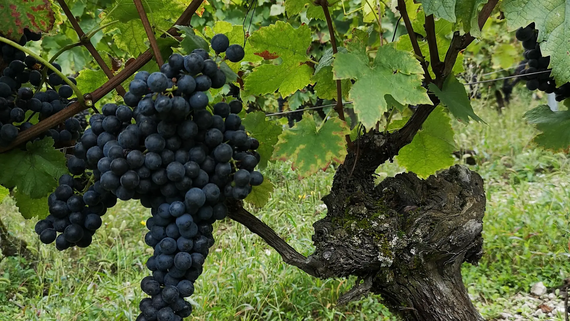 Grappe de Mondeuse