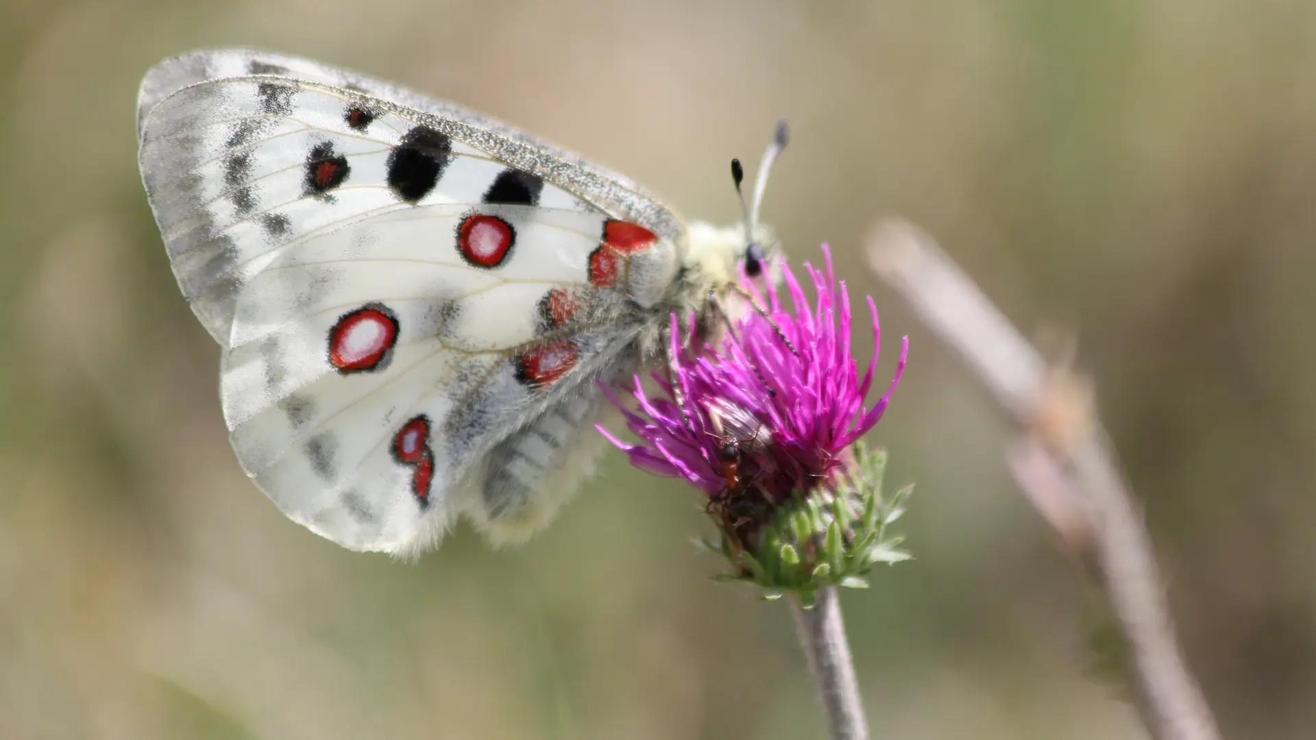 animation nature le monde des papillons