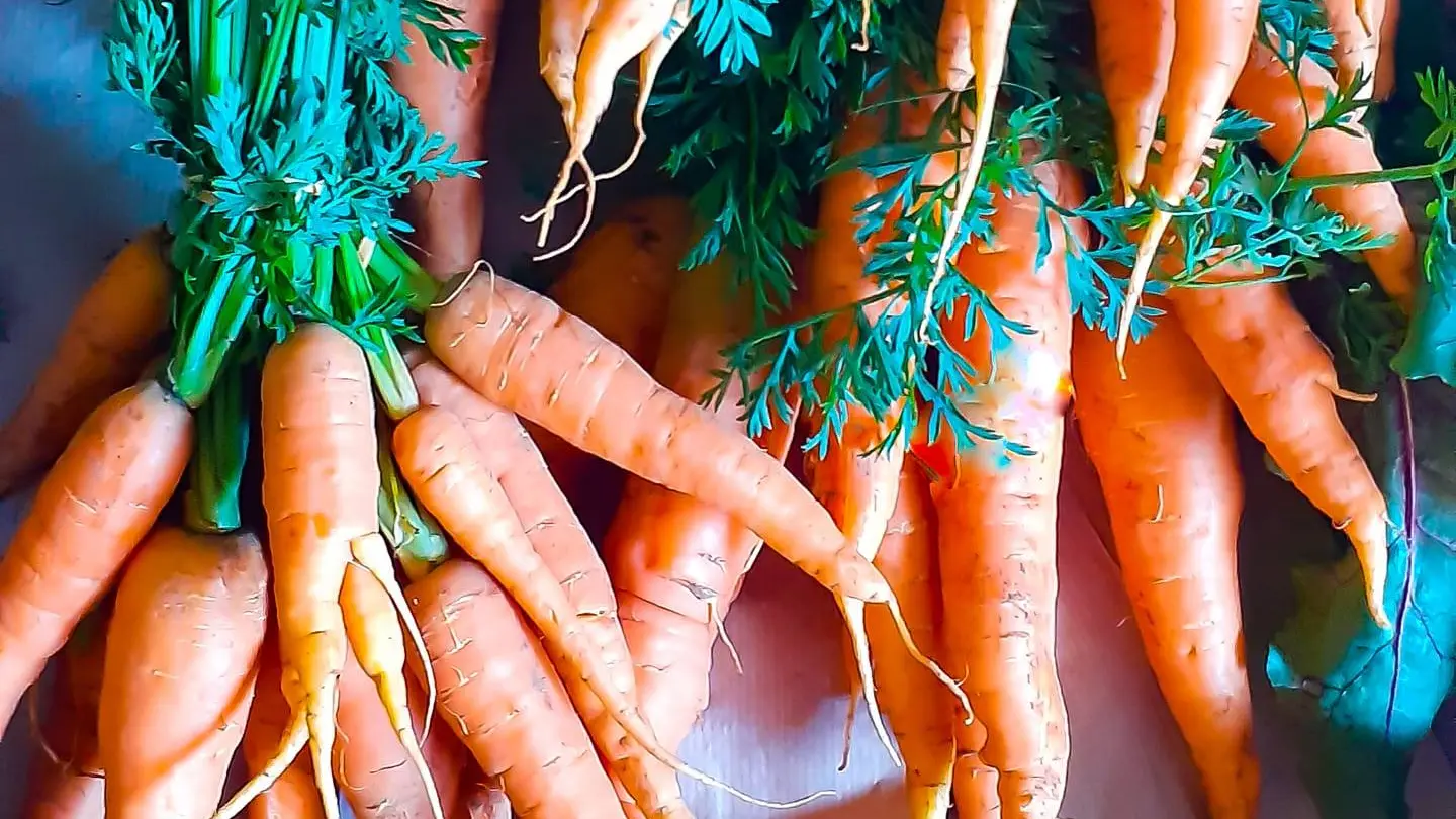 Légumes en vente directe, en panier et sur les marchés